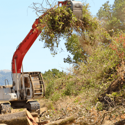 Forestry Services